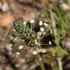 Plantago lanceolata (Ribwort Plantain, Lamb's Tongues) at Lyneham, ACT - 12 Nov 2017 by PeteWoodall