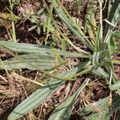 Plantago lanceolata at Lyneham, ACT - 12 Nov 2017