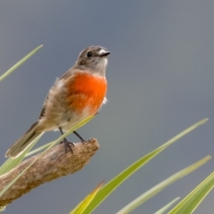 Petroica boodang (Scarlet Robin) at Booth, ACT - 16 Mar 2018 by ajc