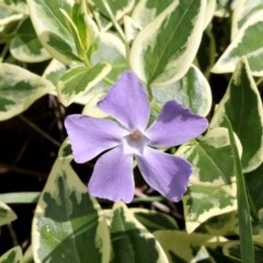 Vinca major (Blue Periwinkle) at O'Connor, ACT - 11 Nov 2017 by PeteWoodall