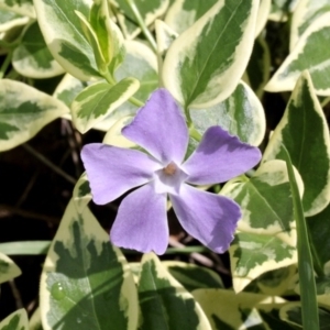 Vinca major at O'Connor, ACT - 12 Nov 2017