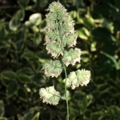 Dactylis glomerata (Cocksfoot) at Bruce Ridge - 11 Nov 2017 by PeteWoodall