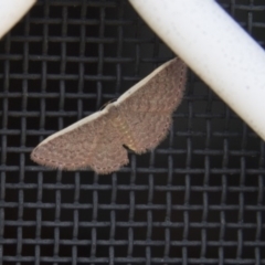 Idaea costaria (White-edged Wave) at Higgins, ACT - 17 Mar 2018 by Alison Milton