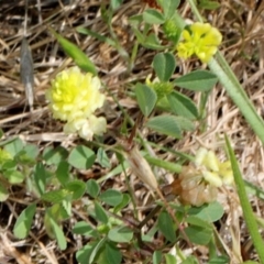 Trifolium campestre (Hop Clover) at O'Connor, ACT - 12 Nov 2017 by PeteWoodall