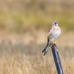 Falco cenchroides (Nankeen Kestrel) at Booth, ACT - 16 Mar 2018 by ajc