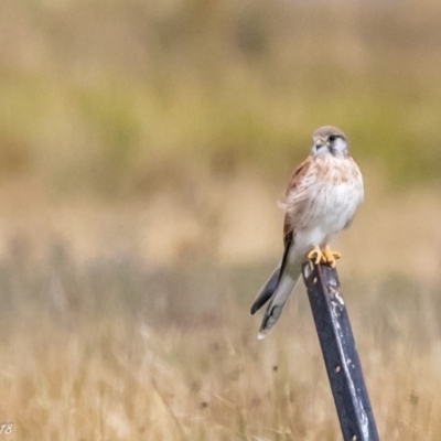 Falco cenchroides (Nankeen Kestrel) at Booth, ACT - 16 Mar 2018 by ajc