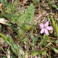 Erodium cicutarium (Common Storksbill, Common Crowfoot) at O'Connor, ACT - 12 Nov 2017 by PeteWoodall