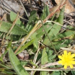 Hypochaeris glabra at Bruce Ridge - 12 Nov 2017 by PeteWoodall