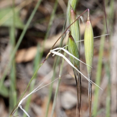 Avena sp. (Wild Oats) at O'Connor, ACT - 12 Nov 2017 by PeteWoodall