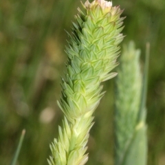 Phalaris aquatica (Phalaris, Australian Canary Grass) at Bruce Ridge - 12 Nov 2017 by PeteWoodall