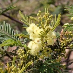 Acacia mearnsii (Black Wattle) at O'Connor, ACT - 11 Nov 2017 by PeteWoodall