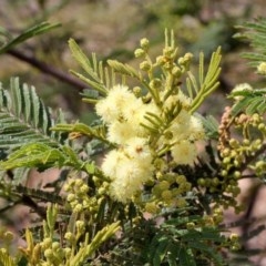 Acacia mearnsii (Black Wattle) at Bruce Ridge - 11 Nov 2017 by PeteWoodall