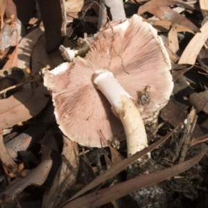 Agaricus sp. at Acton, ACT - 16 Mar 2018