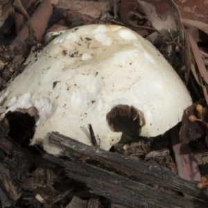 Agaricus sp. at Acton, ACT - 16 Mar 2018