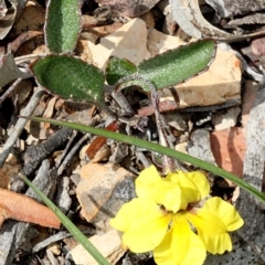 Goodenia hederacea subsp. hederacea (Ivy Goodenia, Forest Goodenia) at O'Connor, ACT - 12 Nov 2017 by PeteWoodall