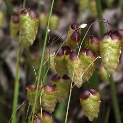 Briza maxima (Quaking Grass, Blowfly Grass) at Bruce Ridge - 12 Nov 2017 by PeteWoodall