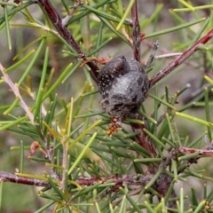 Hakea decurrens subsp. decurrens (Bushy Needlewood) at O'Connor, ACT - 12 Nov 2017 by PeteWoodall