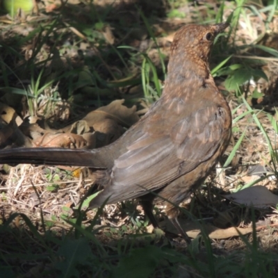 Turdus merula (Eurasian Blackbird) at Gigerline Nature Reserve - 7 Mar 2018 by michaelb