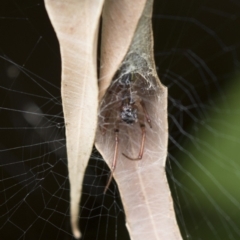 Phonognatha graeffei (Leaf Curling Spider) at Acton, ACT - 15 Mar 2018 by Alison Milton