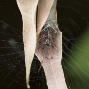 Phonognatha graeffei at Acton, ACT - 16 Mar 2018