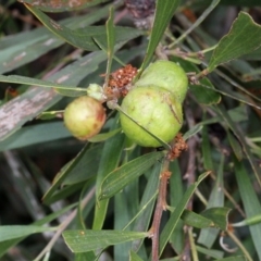 Trichilogaster sp. (genus) (Acacia gall wasp) at Bruce Ridge - 11 Nov 2017 by PeteWoodall