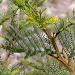 Acacia decurrens (Green Wattle) at Bruce Ridge - 11 Nov 2017 by PeteWoodall