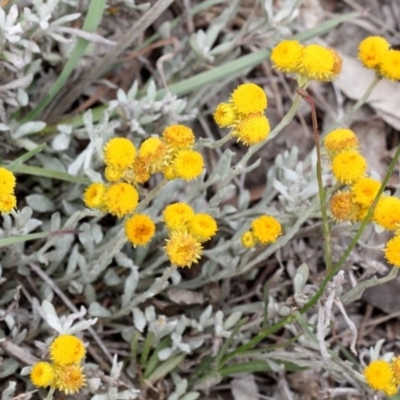 Chrysocephalum apiculatum (Common Everlasting) at Bruce Ridge - 11 Nov 2017 by PeteWoodall