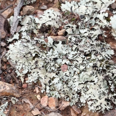 Parmeliaceae (family) (A lichen family) at Bruce Ridge - 11 Nov 2017 by PeteWoodall