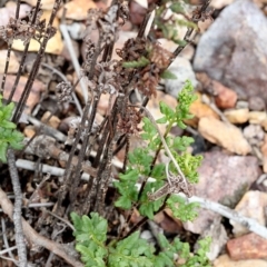 Cheilanthes sp. (Rock Fern) at O'Connor, ACT - 11 Nov 2017 by PeteWoodall