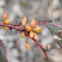 Eucalyptus mannifera (Brittle Gum) at Bruce Ridge - 11 Nov 2017 by PeteWoodall