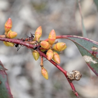 Eucalyptus mannifera (Brittle Gum) at O'Connor, ACT - 12 Nov 2017 by PeteWoodall