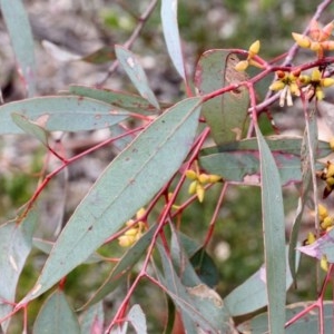 Eucalyptus mannifera at O'Connor, ACT - 12 Nov 2017