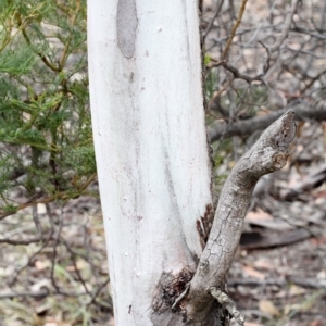 Eucalyptus mannifera at O'Connor, ACT - 12 Nov 2017