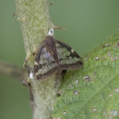 Scolypopa australis (Passionvine hopper, Fluffy bum) at Acton, ACT - 15 Mar 2018 by Alison Milton