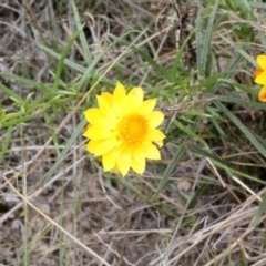 Xerochrysum viscosum (Sticky Everlasting) at Bruce Ridge - 11 Nov 2017 by PeteWoodall