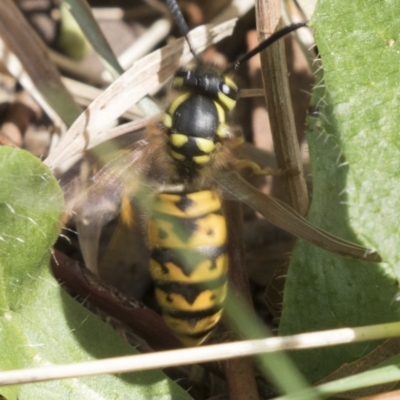 Vespula germanica (European wasp) at Jerrabomberra Wetlands - 16 Mar 2018 by Alison Milton
