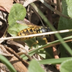 Vespula germanica at Fyshwick, ACT - 16 Mar 2018 01:19 PM