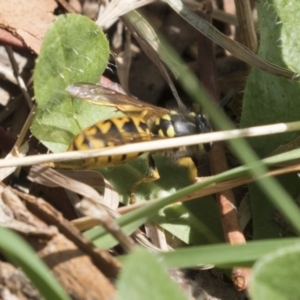 Vespula germanica at Fyshwick, ACT - 16 Mar 2018