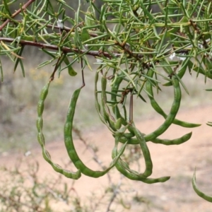 Acacia genistifolia at O'Connor, ACT - 12 Nov 2017