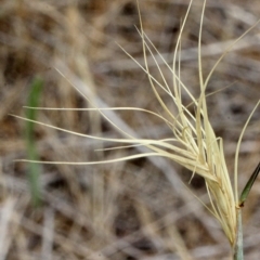 Anthosachne scabra (Common Wheat-grass) at Bruce Ridge - 11 Nov 2017 by PeteWoodall