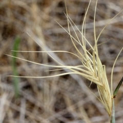 Anthosachne scabra (Common Wheat-grass) at O'Connor, ACT - 11 Nov 2017 by PeteWoodall