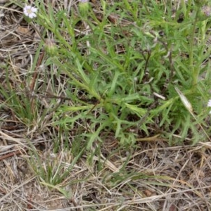 Vittadinia muelleri at O'Connor, ACT - 12 Nov 2017 09:59 AM