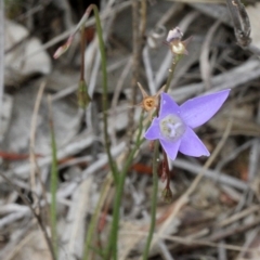 Wahlenbergia sp. (Bluebell) at O'Connor, ACT - 11 Nov 2017 by PeteWoodall