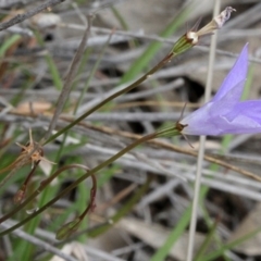 Wahlenbergia sp. at O'Connor, ACT - 12 Nov 2017