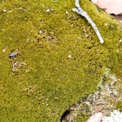 Unidentified Moss, Liverwort or Hornwort at Bruce Ridge - 11 Nov 2017 by PeteWoodall