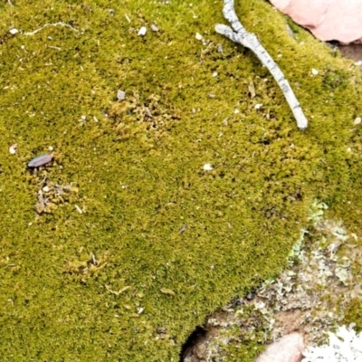 Unverified Moss, Liverwort or Hornwort at Bruce Ridge - 12 Nov 2017 by PeteWoodall