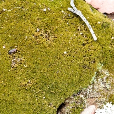 Unidentified Moss, Liverwort or Hornwort at Bruce Ridge - 11 Nov 2017 by PeteWoodall