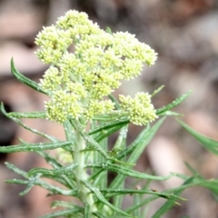 Cassinia longifolia (Shiny Cassinia, Cauliflower Bush) at Lyneham, ACT - 11 Nov 2017 by PeteWoodall