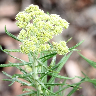 Cassinia longifolia (Shiny Cassinia, Cauliflower Bush) at Lyneham, ACT - 12 Nov 2017 by PeteWoodall