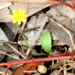 Unidentified Daisy at Bruce Ridge - 11 Nov 2017 by PeteWoodall